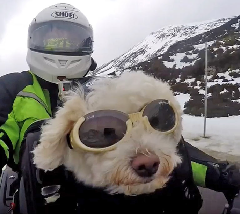 adventure-motorcycle-dogs-riding-world-motorbike-milly.jpg