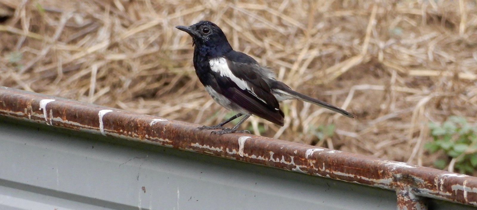 DSCN3529.jpg