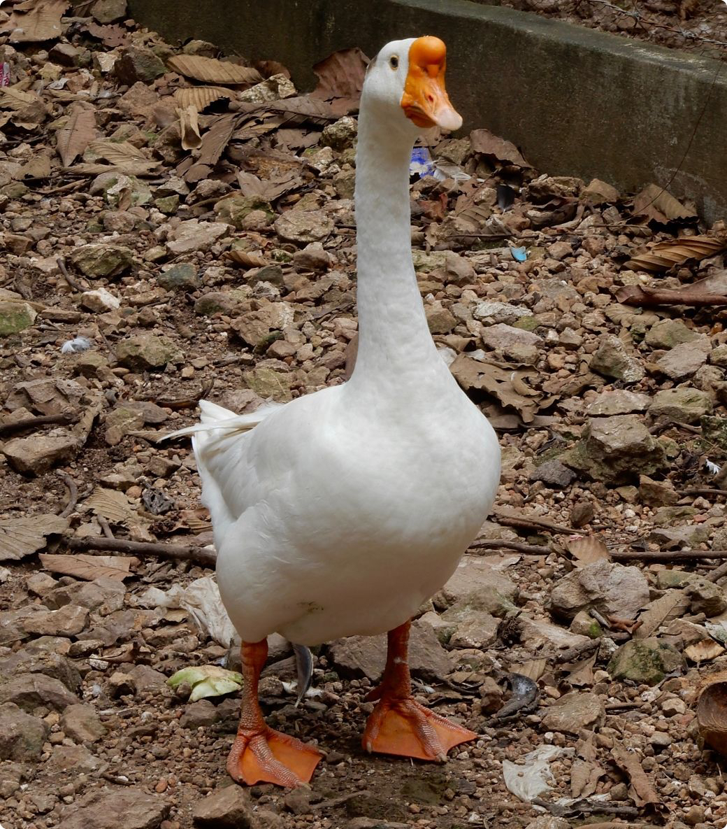 DSCN3552_opt.jpg