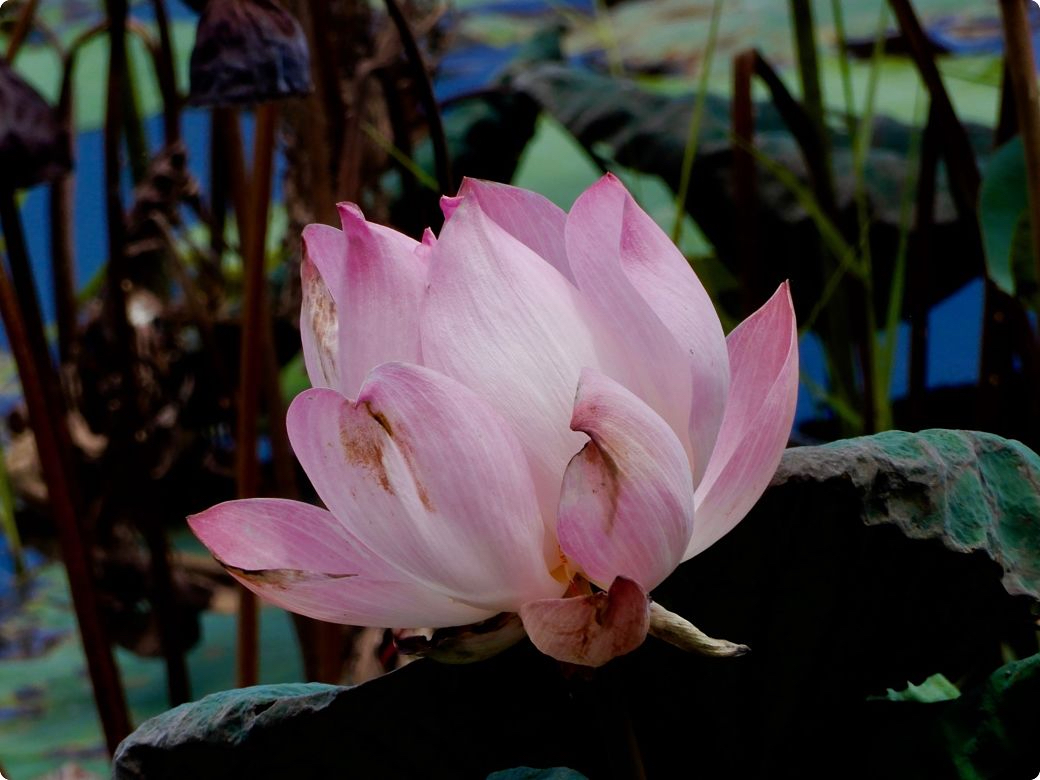 DSCN3559_opt.jpg