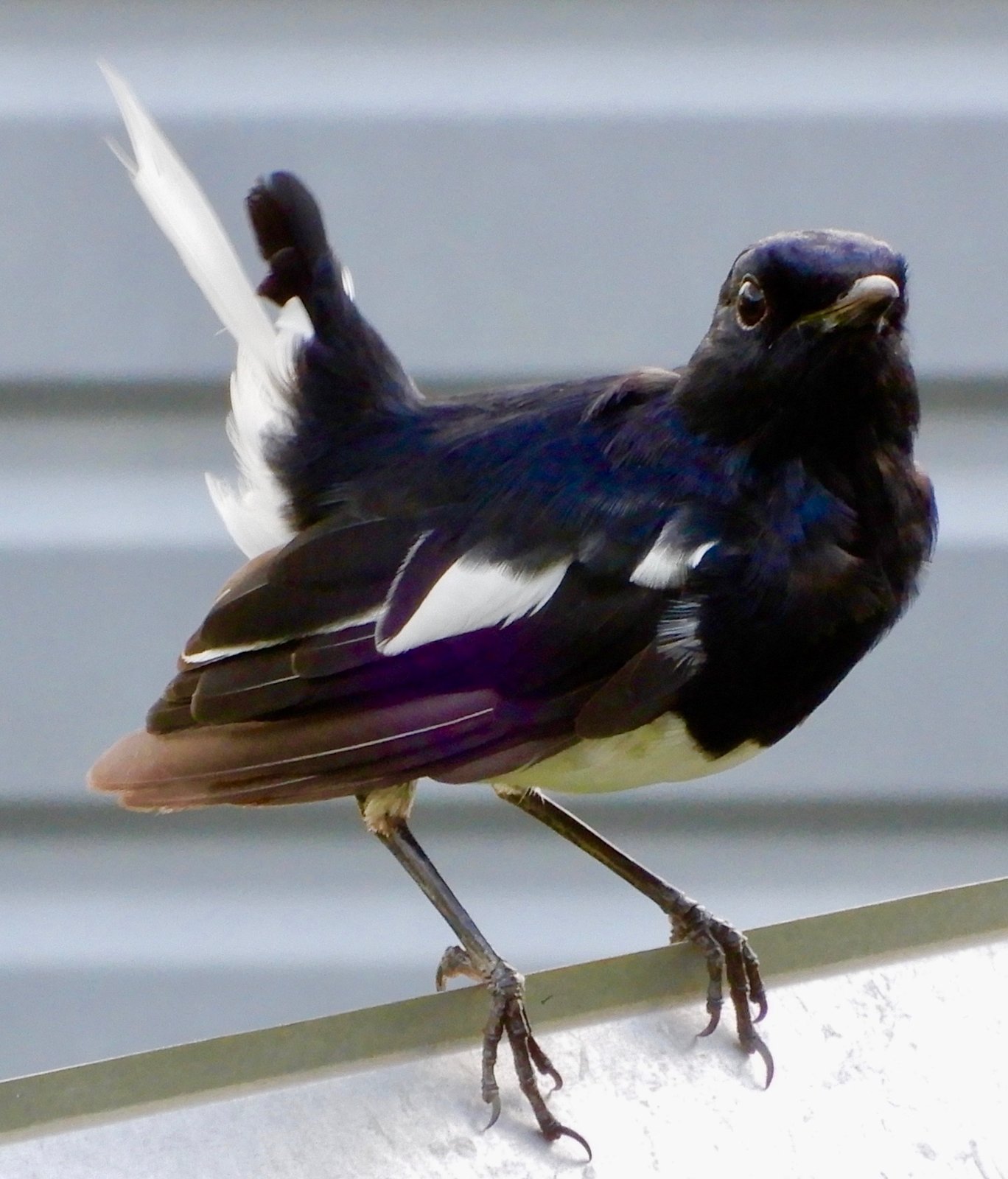 DSCN3671.jpg