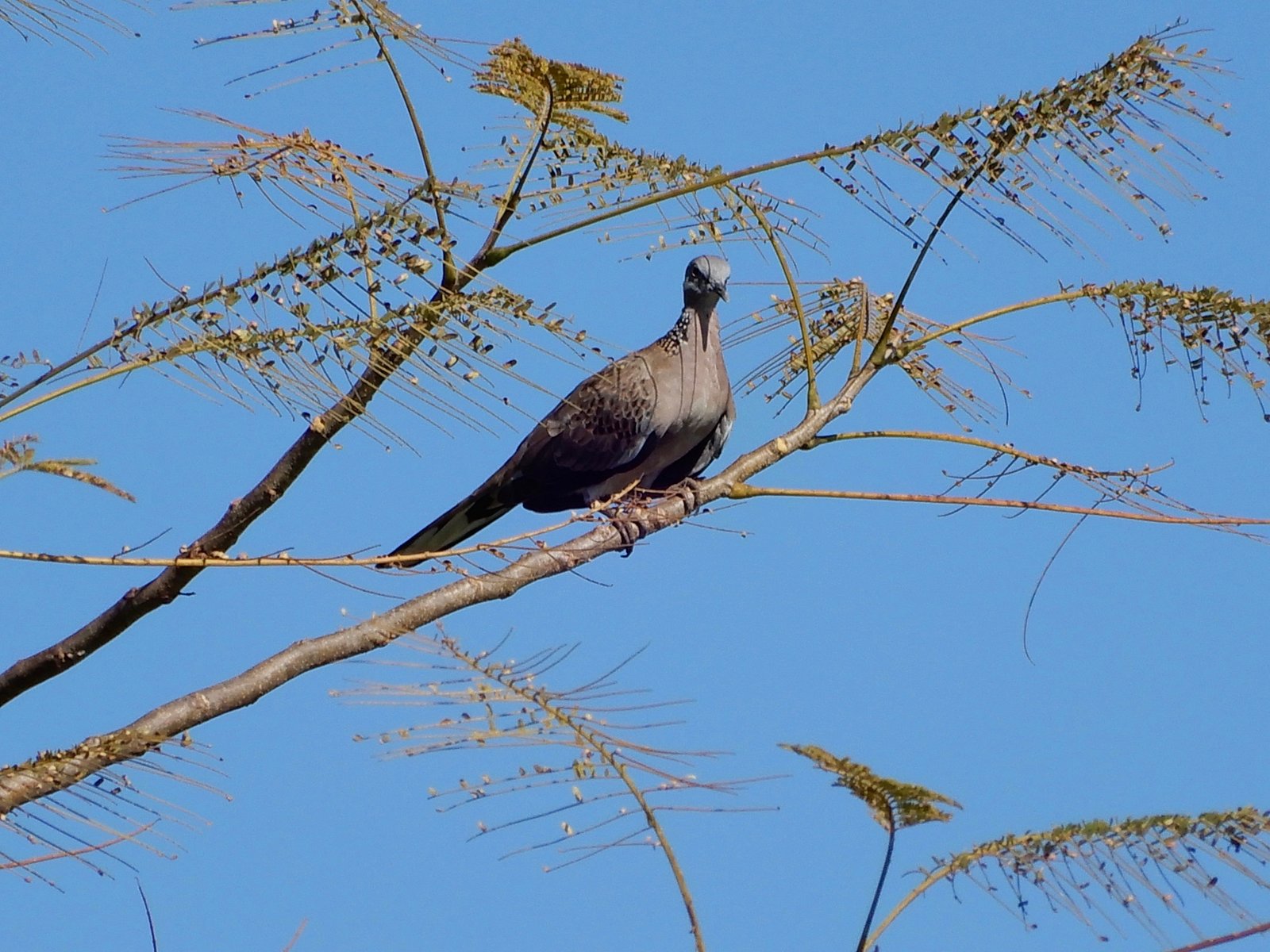 DSCN4190.jpg