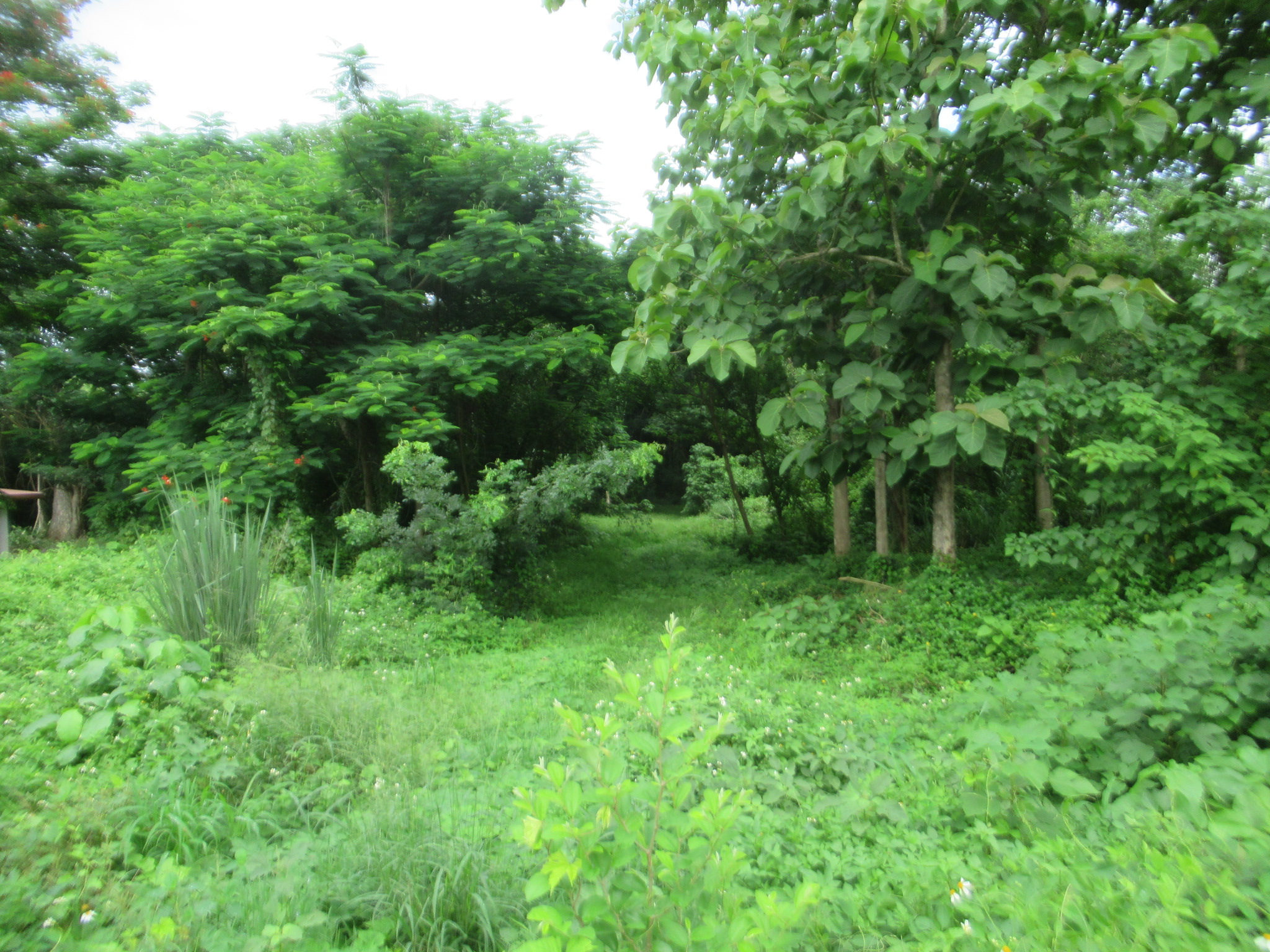 IMG_4079.JPG