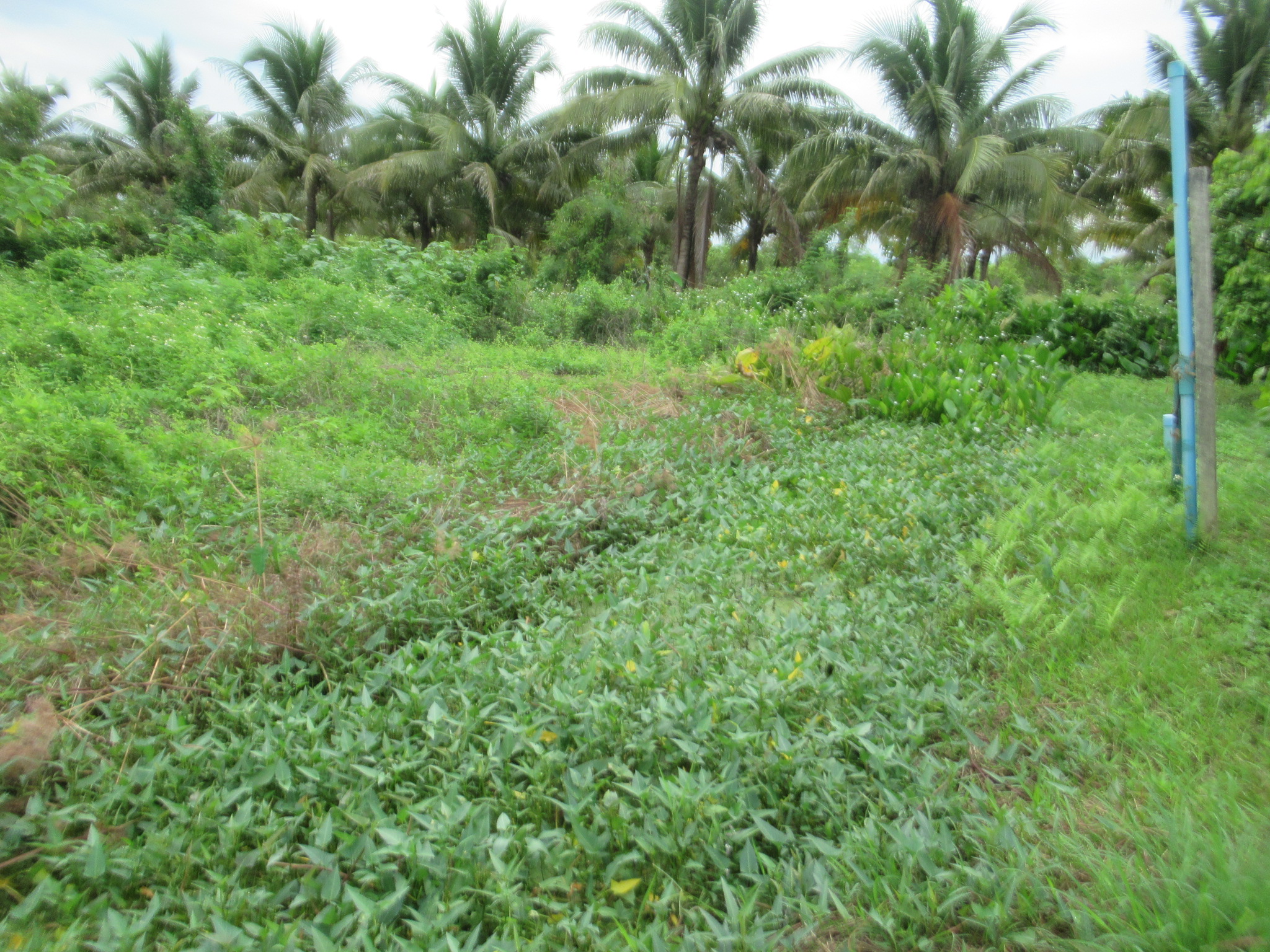 IMG_4736.JPG