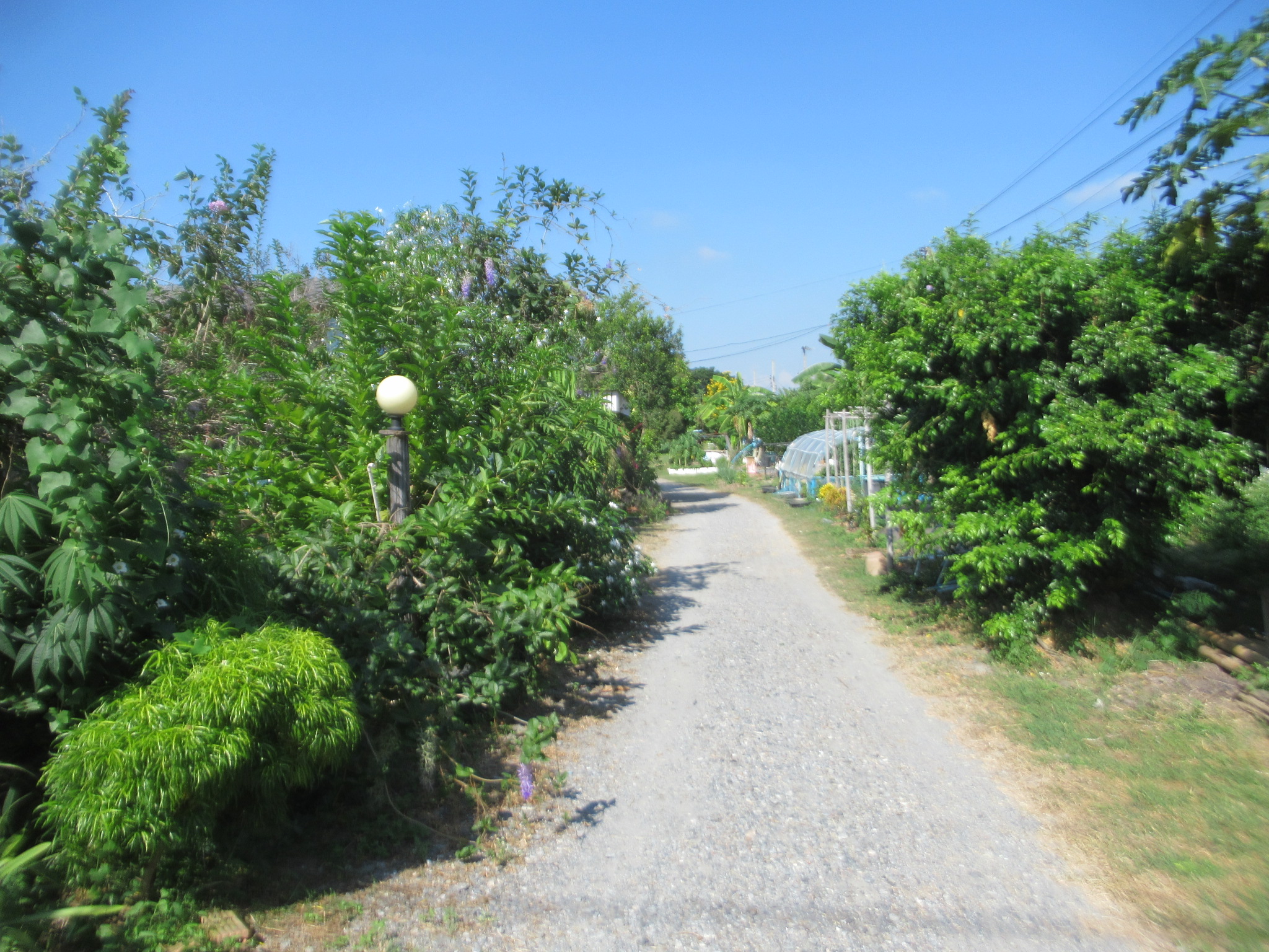 IMG_5343.JPG