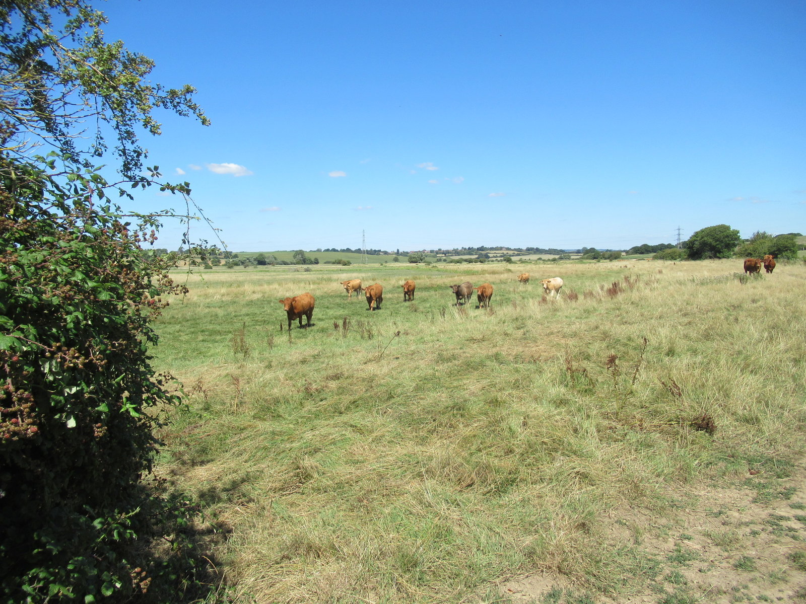 IMG_8290.JPG