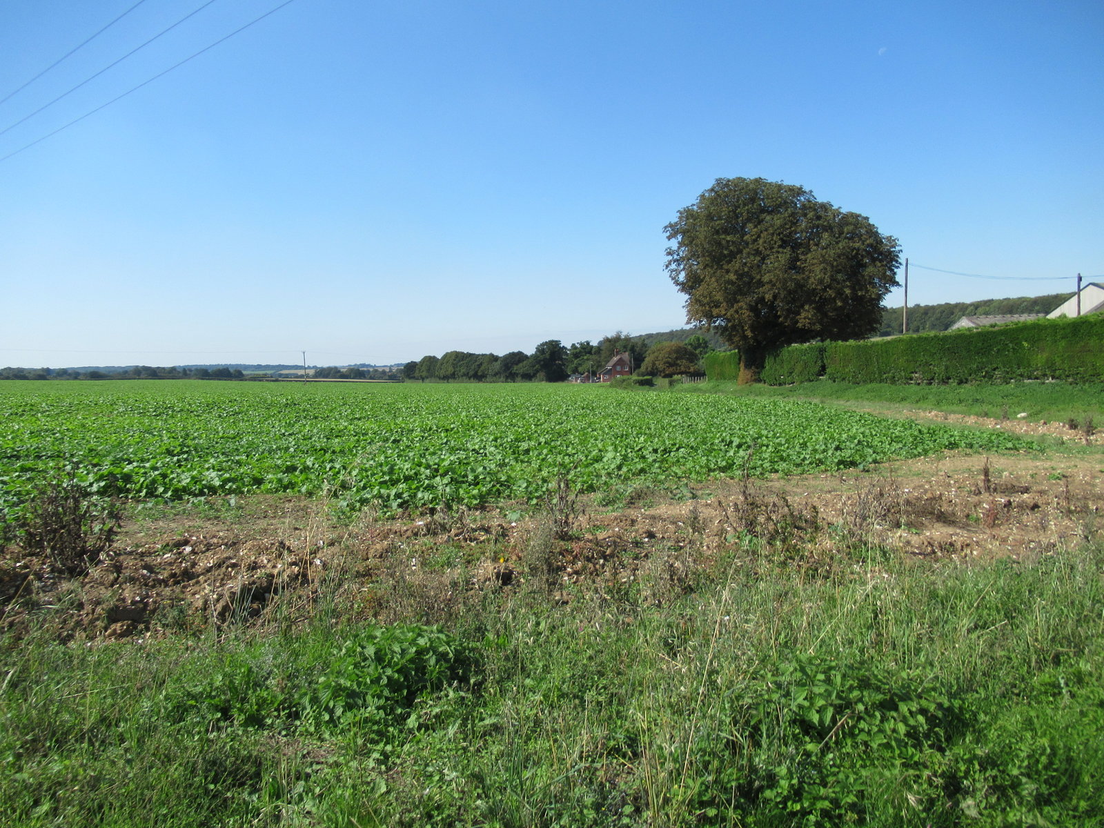IMG_8339.JPG