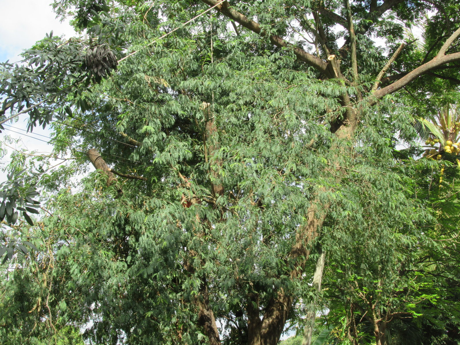 IMG_9358.JPG