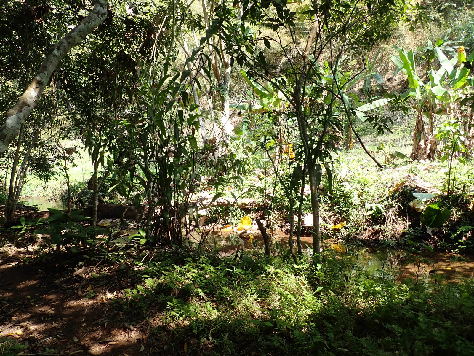 p2170538-jpg.73003