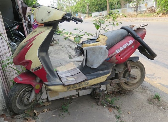 Pado in Thailand (600 x 450).jpg