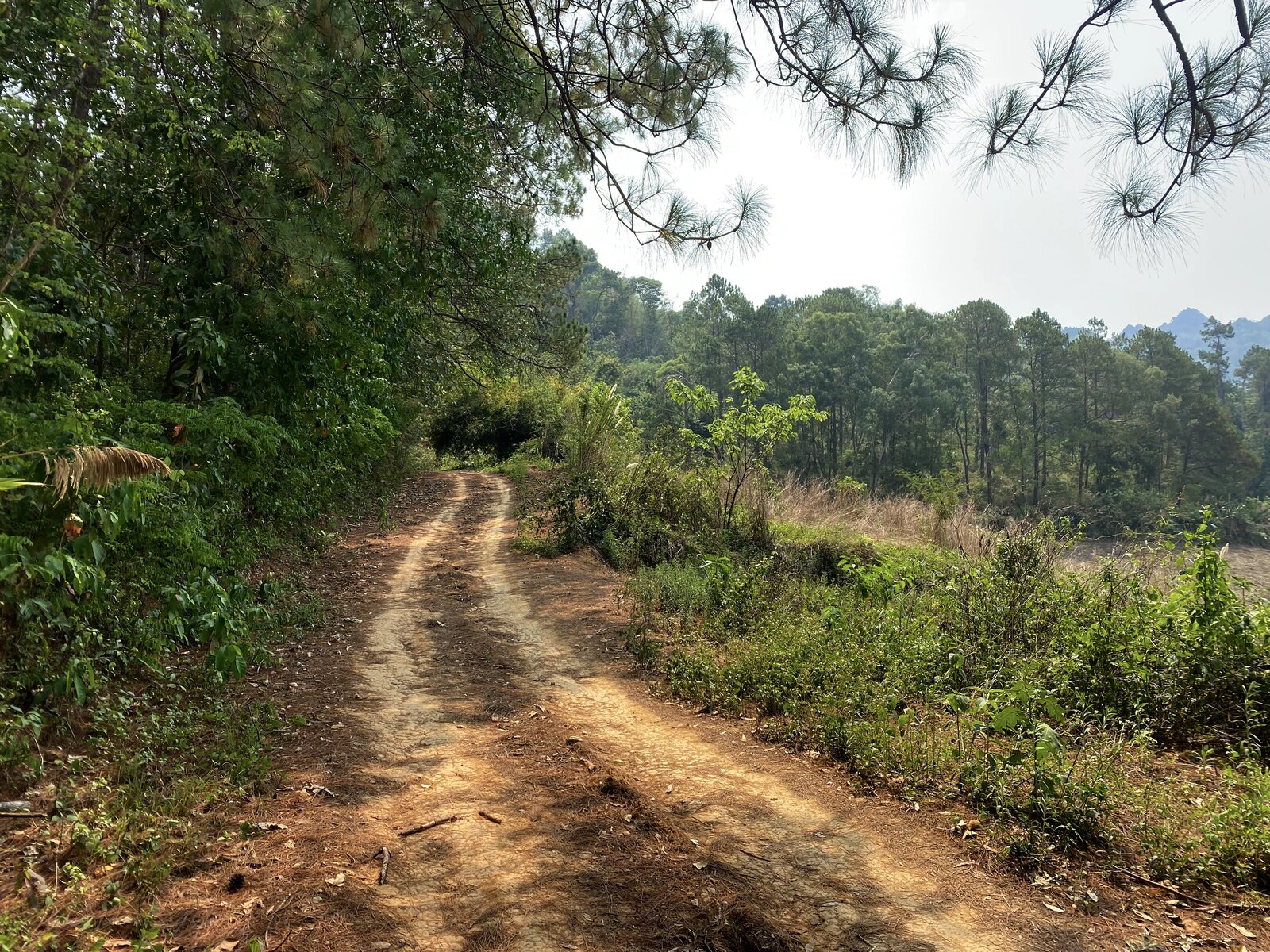 tree_road.jpg