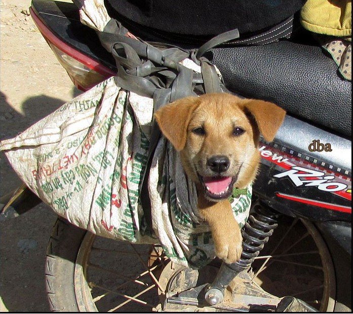 dog on motorbike.jpg