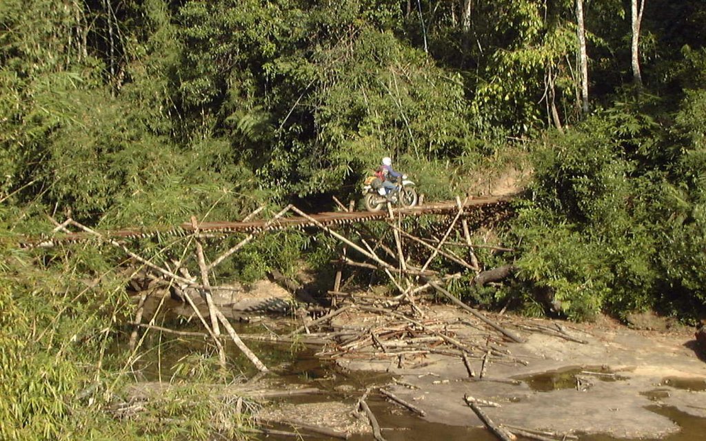 Dr.Phil over a bamboo bridge Cardomoms.jpg