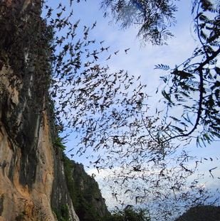 Chao Ram Cave.JPG