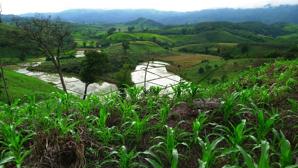 rice fields 1000.jpg