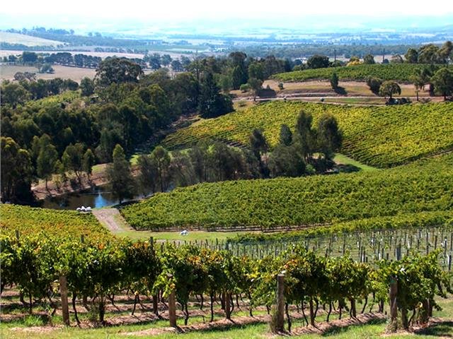 ColdstreamHills_VIneyards.jpg