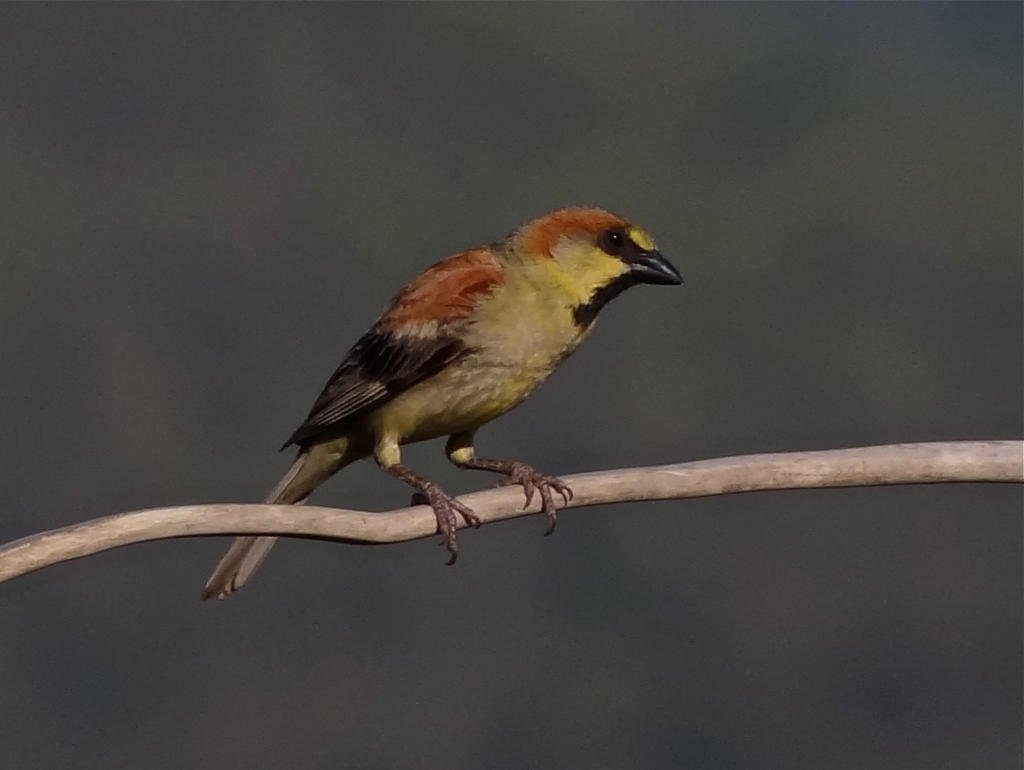 House Sparrow.jpg