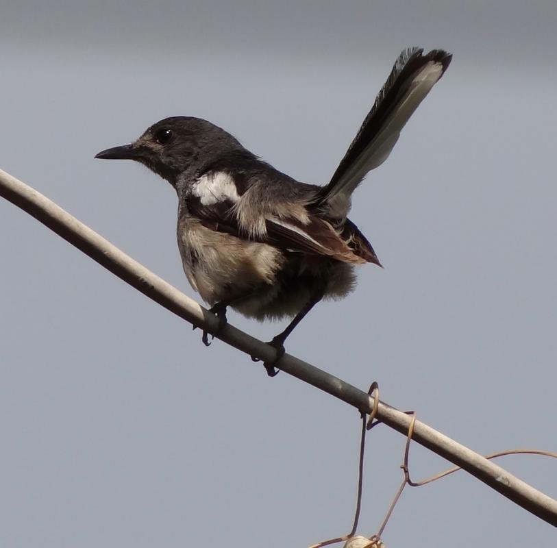 Female Oriental Magpie Robin.jpg