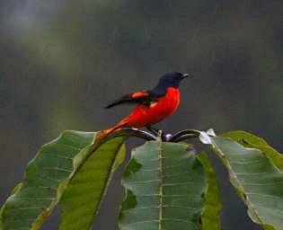 Borneo_3161_20120218_Sepilok_Bird_ScarletMinivet_webembed.jpg