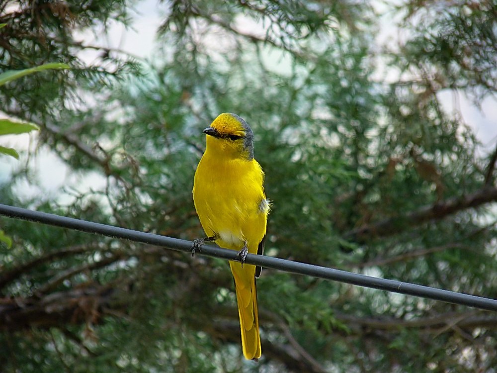 scarlet-minivet--female.jpg