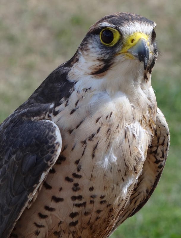 DSC09091.jpg DSC09091.jpg