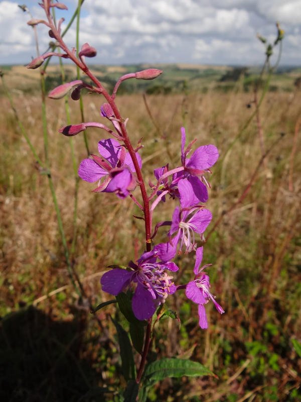 DSC09258.jpg DSC09258.jpg