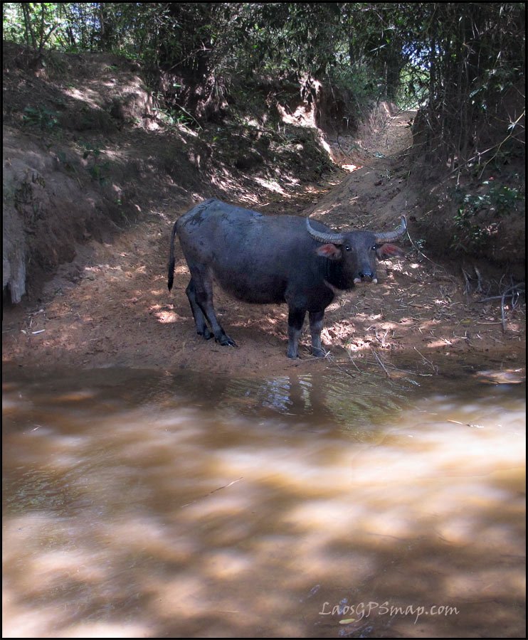 buffalow-crossing.jpg