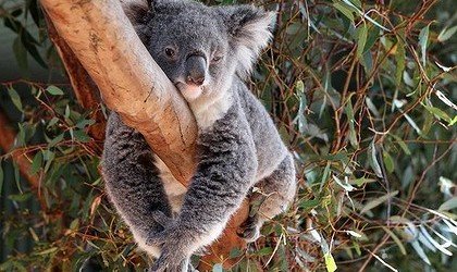 Koala-tree-hug-420x250.jpg