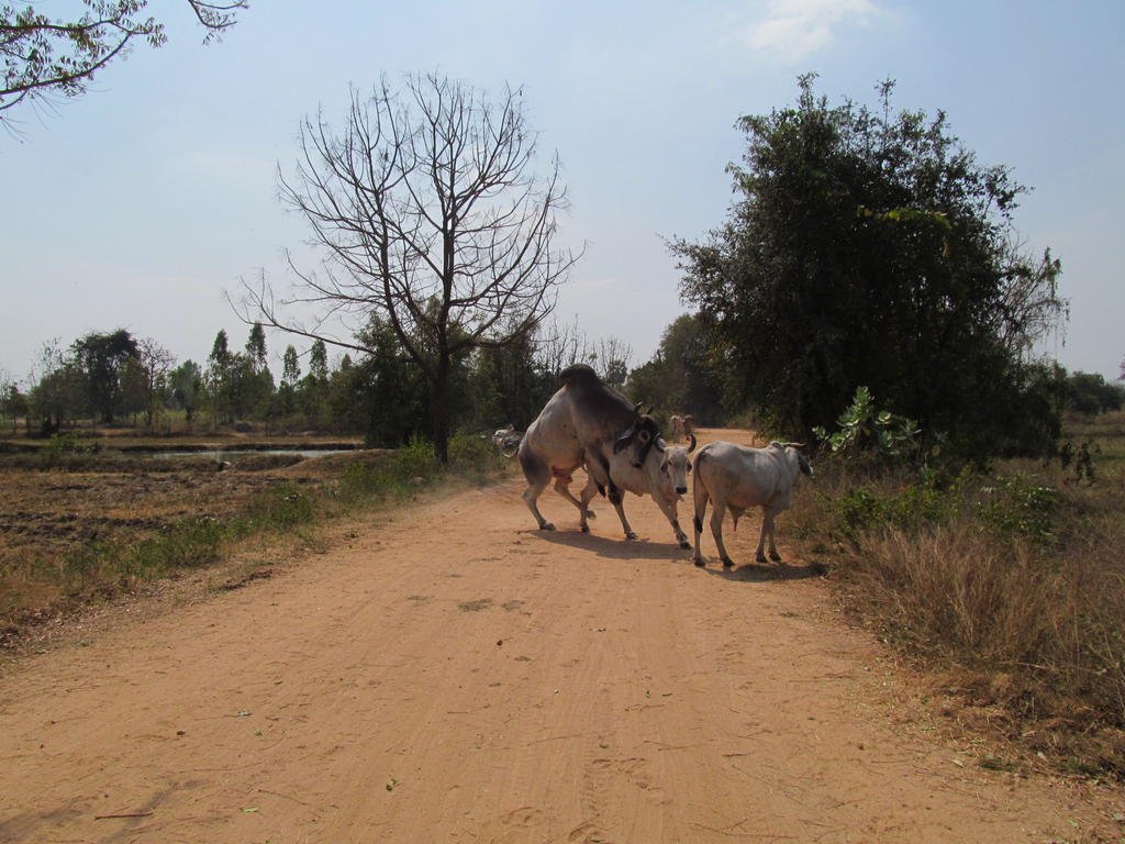 IMG_3774.jpg