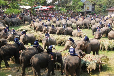 n1elephant.JPG n1elephant.JPG