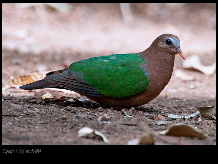 emerald_dove-01.jpg