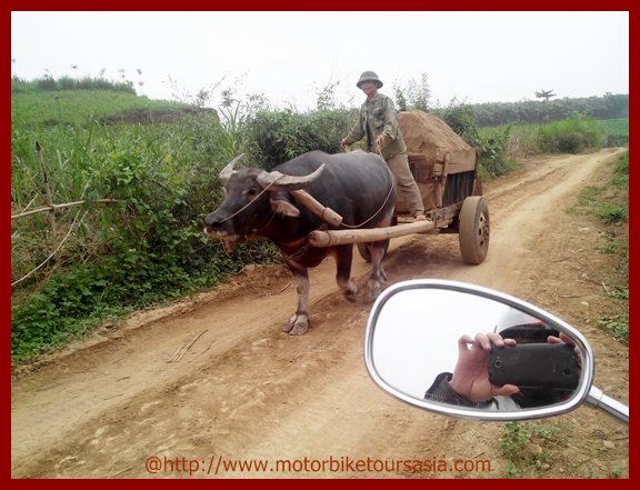 Buffalo driver.jpg
