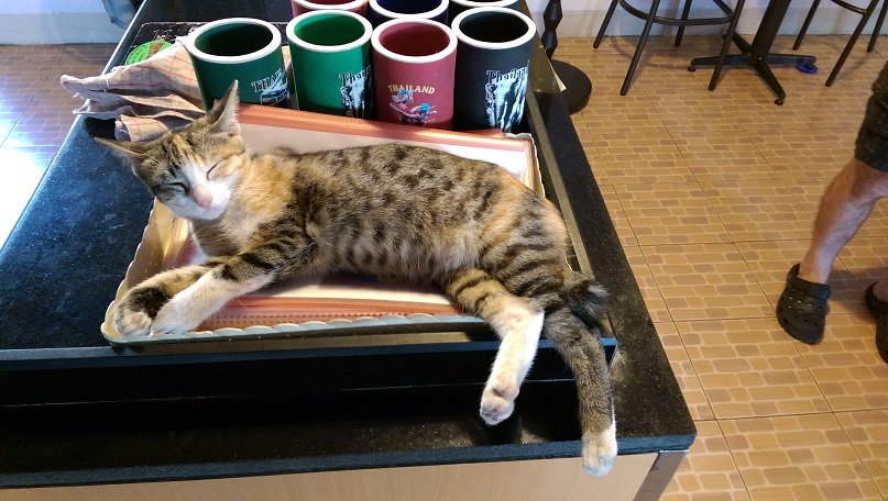 cat on menu.jpg cat on menu.jpg