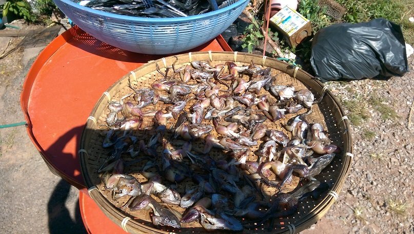 frogs.jpg frogs.jpg