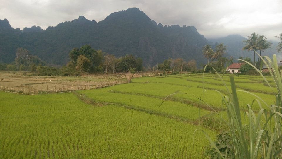 rice paddies.jpg rice paddies.jpg