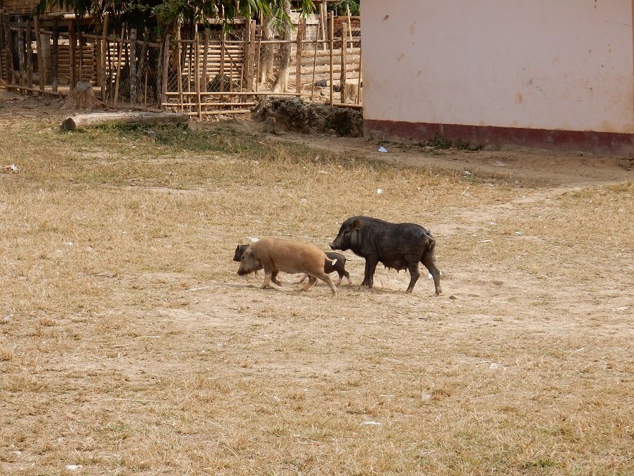 pigs.JPG pigs.JPG