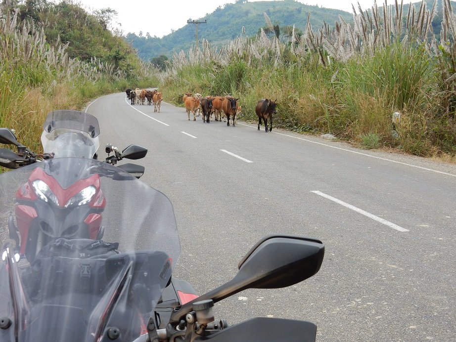 cows.JPG cows.JPG