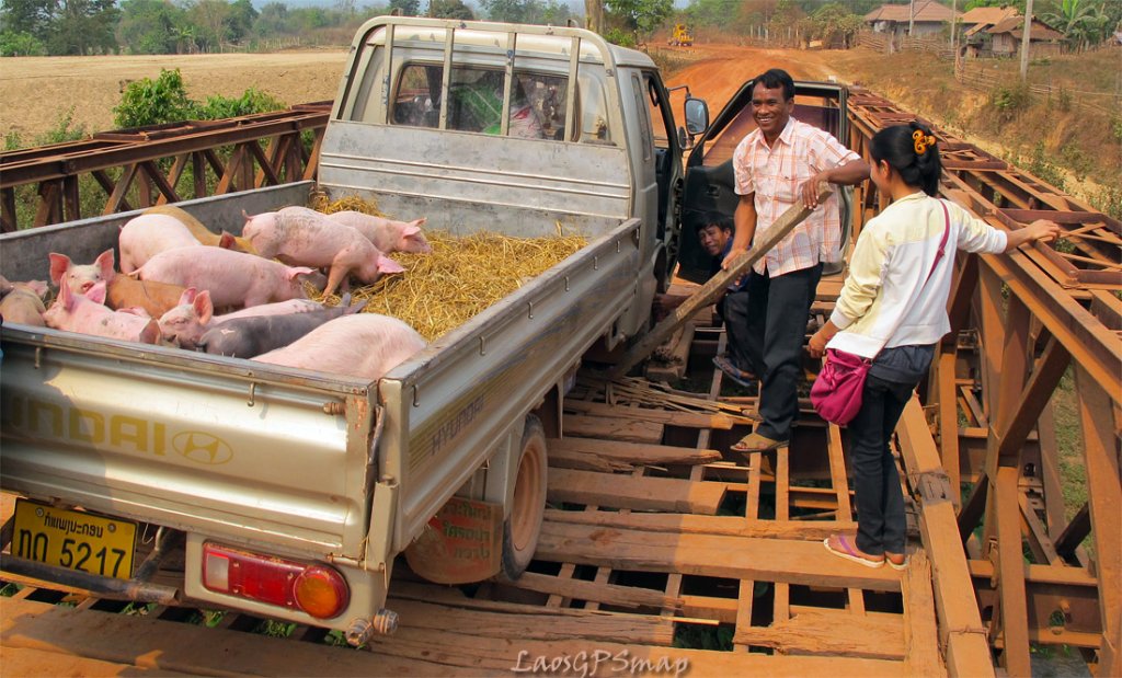 piglets.jpg