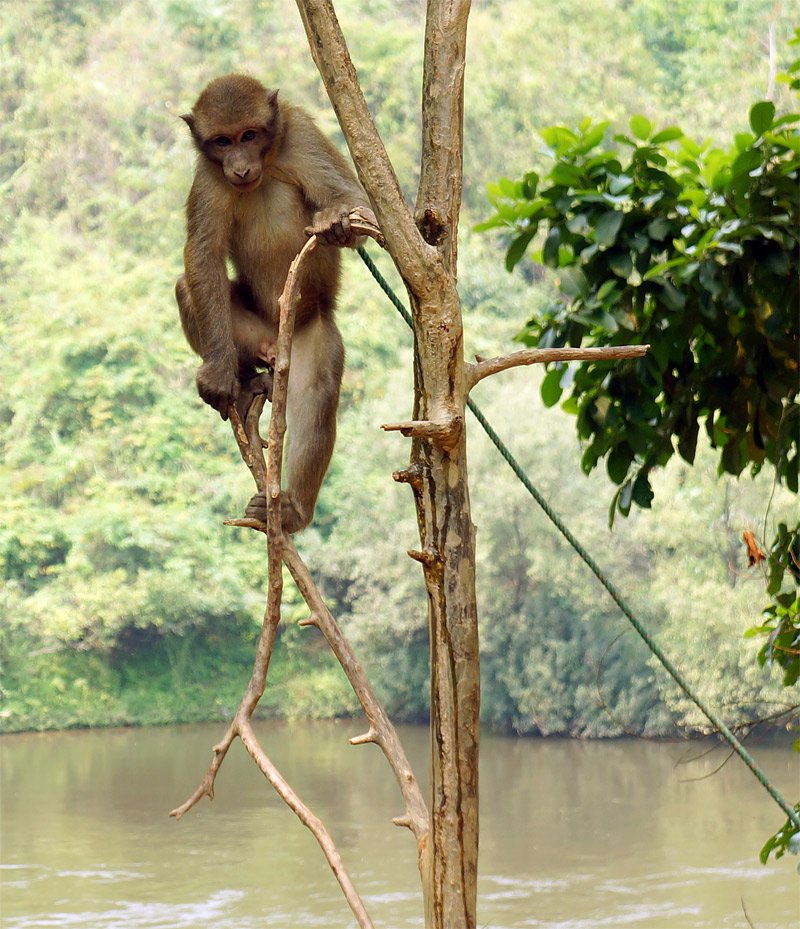 eco-monkey.jpg