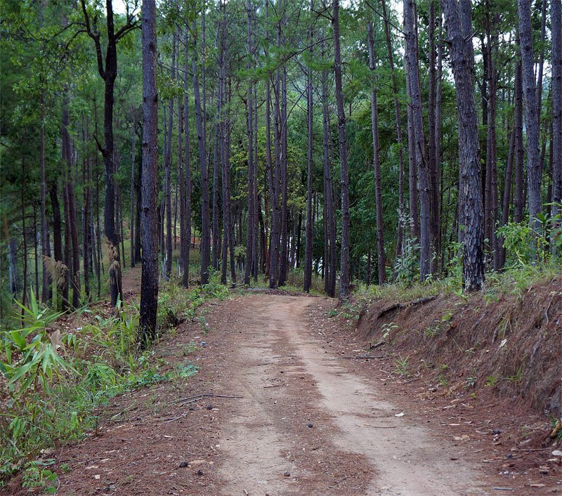 pine-forest.jpg