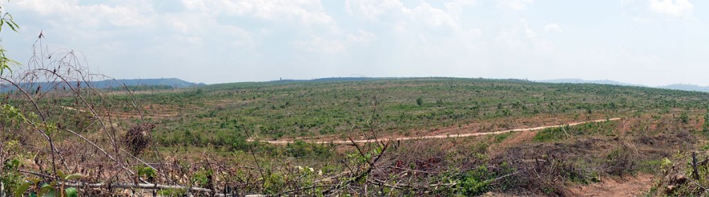 no-trees.jpg no-trees.jpg