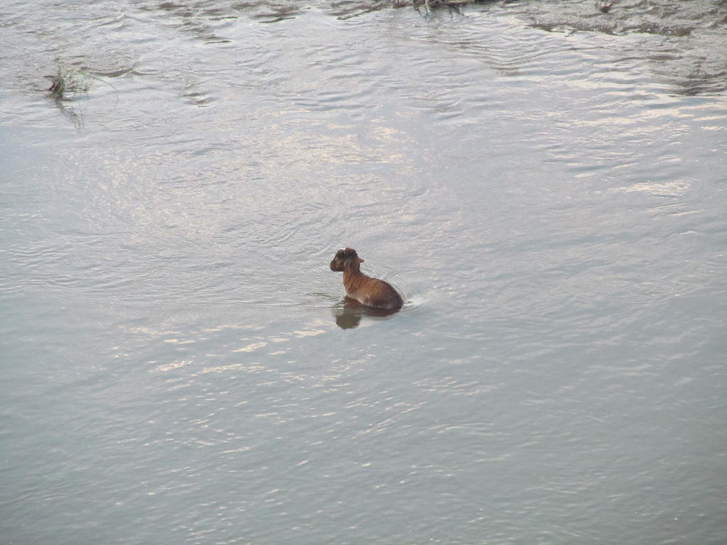 IMG_1372.jpg