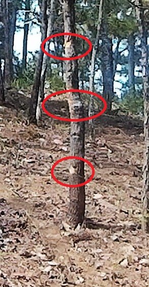 hit a tree.jpg hit a tree.jpg
