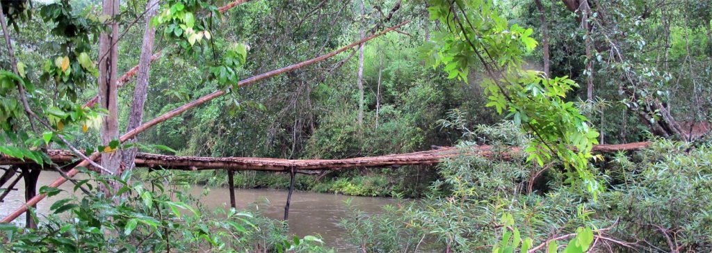 bamboo-long.jpg