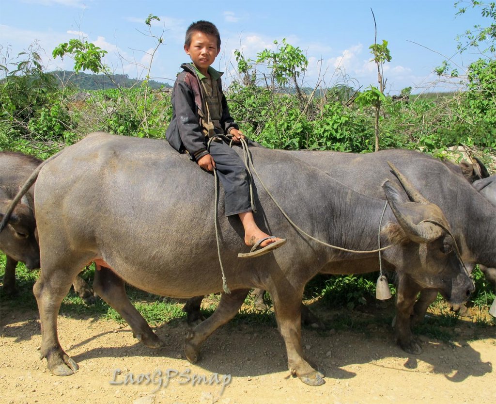 kid-buffalow.jpg kid-buffalow.jpg