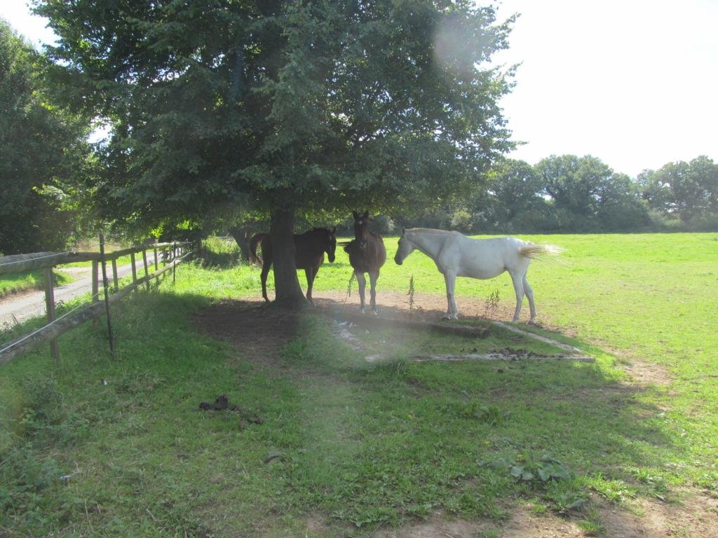 IMG_1871.jpg IMG_1871.jpg