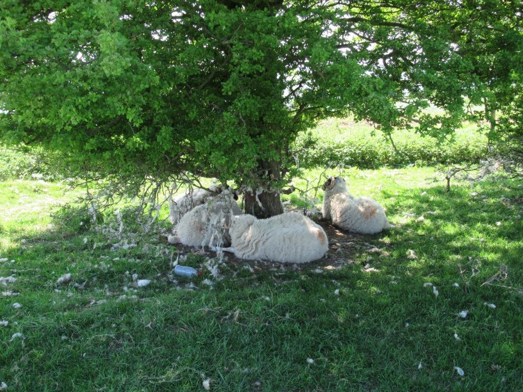 IMG_7665.jpg IMG_7665.jpg