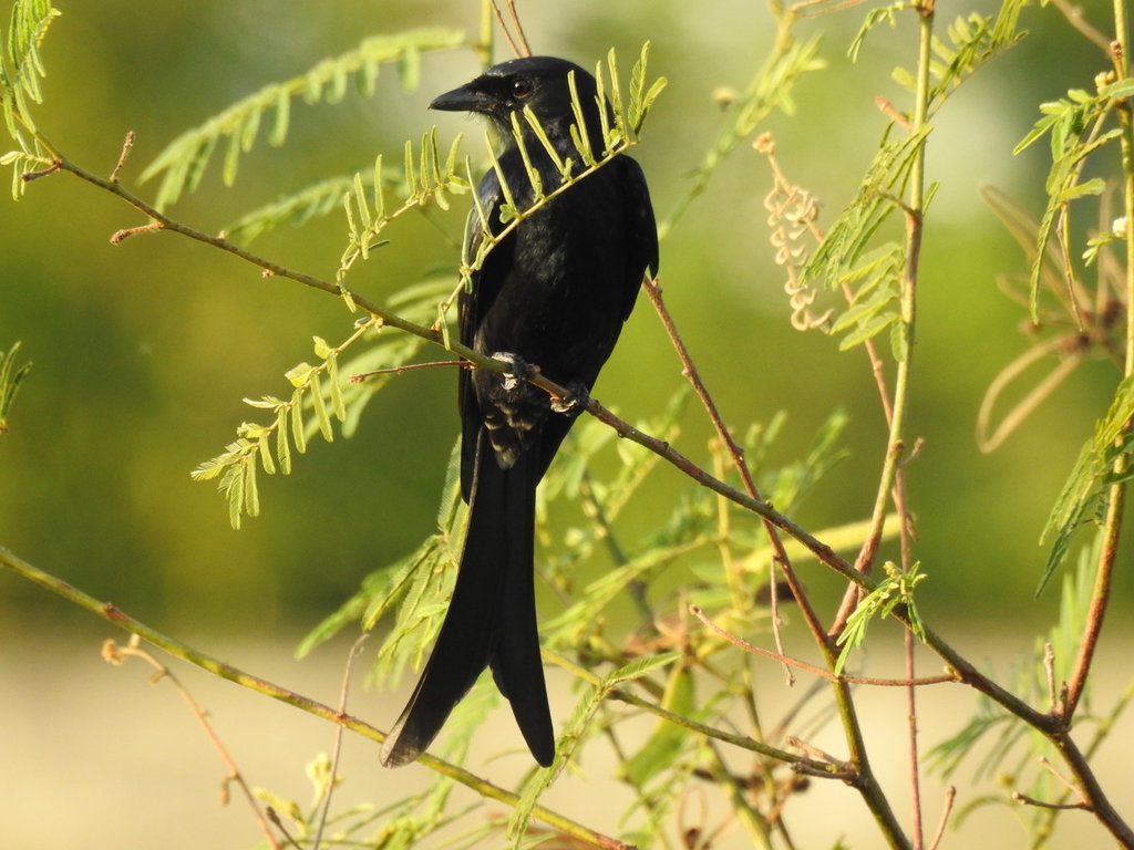 BlackDrongo1.JPG