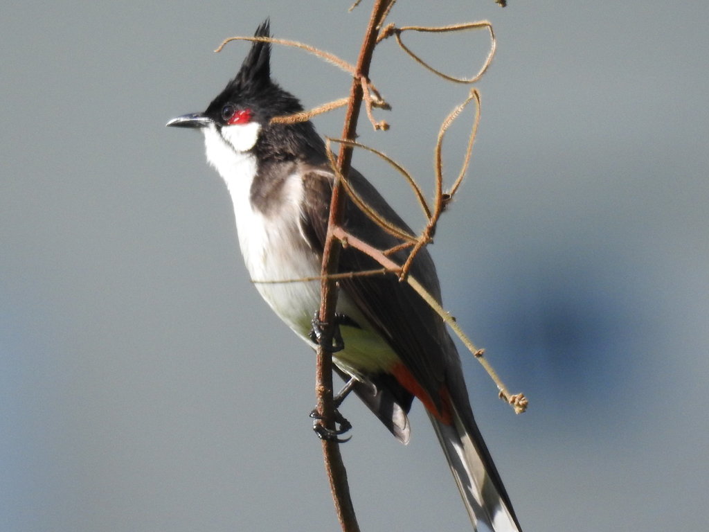 Red-Whiskered-Bulbul2.JPG