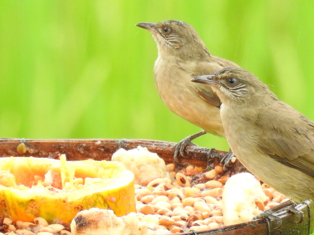 StreakEaredBulbuls.JPG